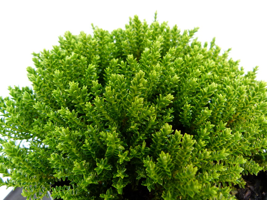 HEBE brachysiphon Green Globe