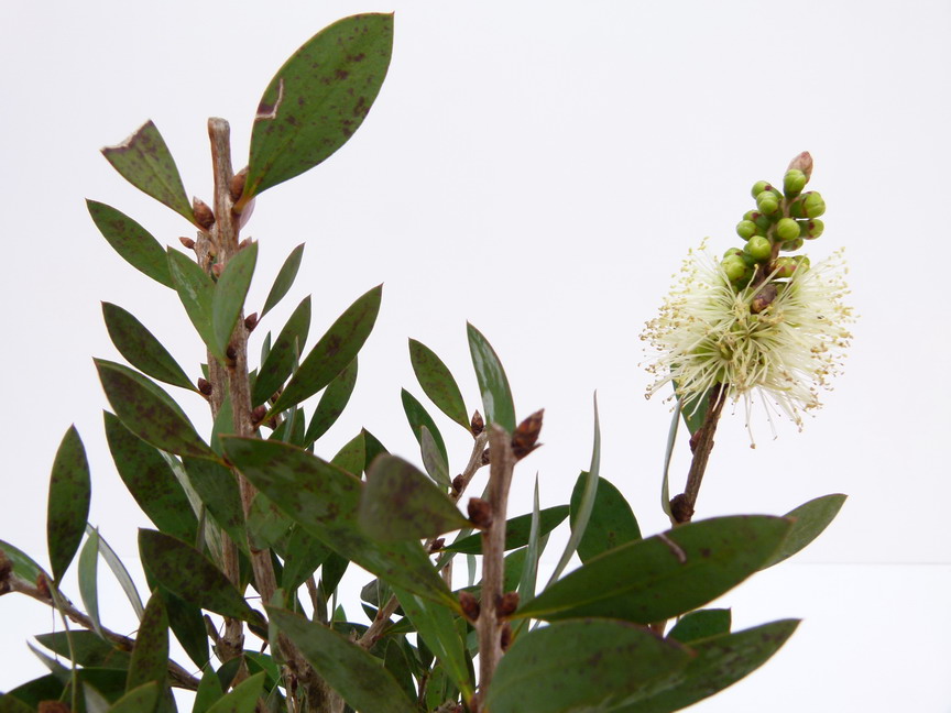 CALLISTEMON citrinus White Anzac