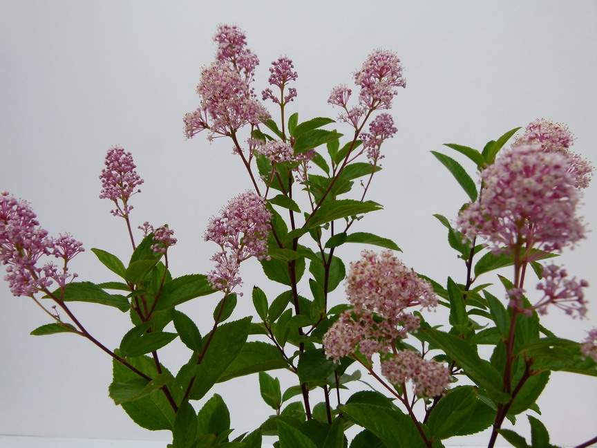 CEANOTHUS x.pallidus Marie Rose ® : floraison estivale. Nº5409