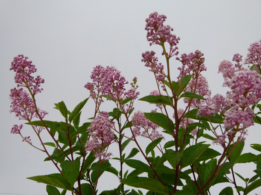 CEANOTHUS x.pallidus Marie Rose ® : floraison estivale. Nº5410