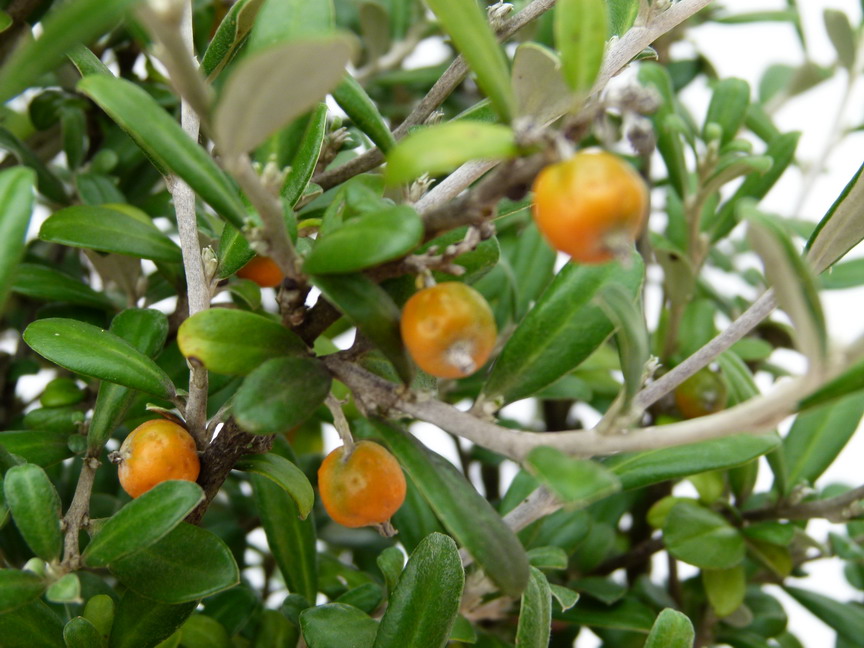 COROKIA x.virgata Red Wonder