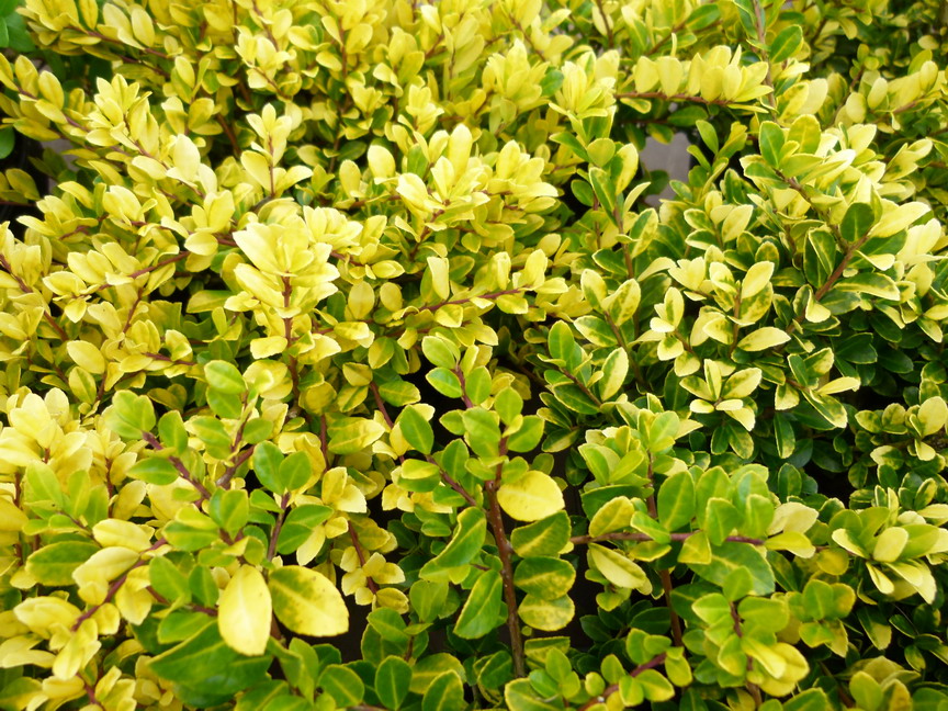 ILEX crenata Golden Gem