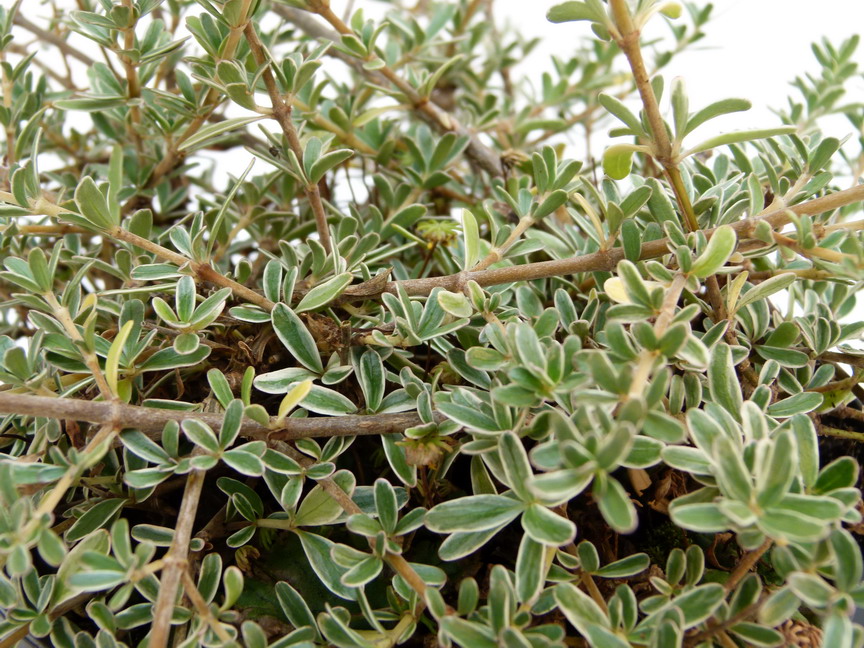 COPROSMA kirkii Variegata