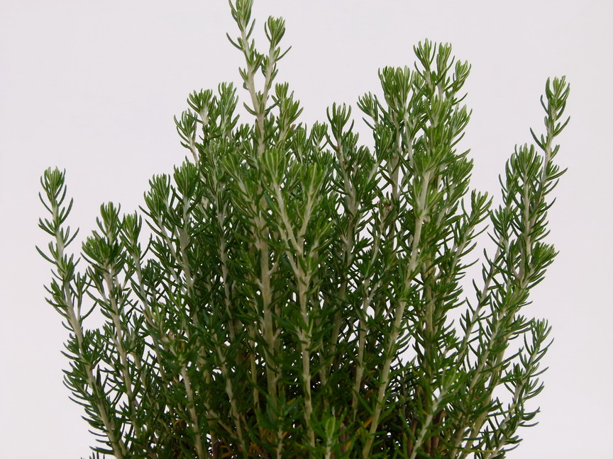 OZOTHAMNUS rosmarinifolius