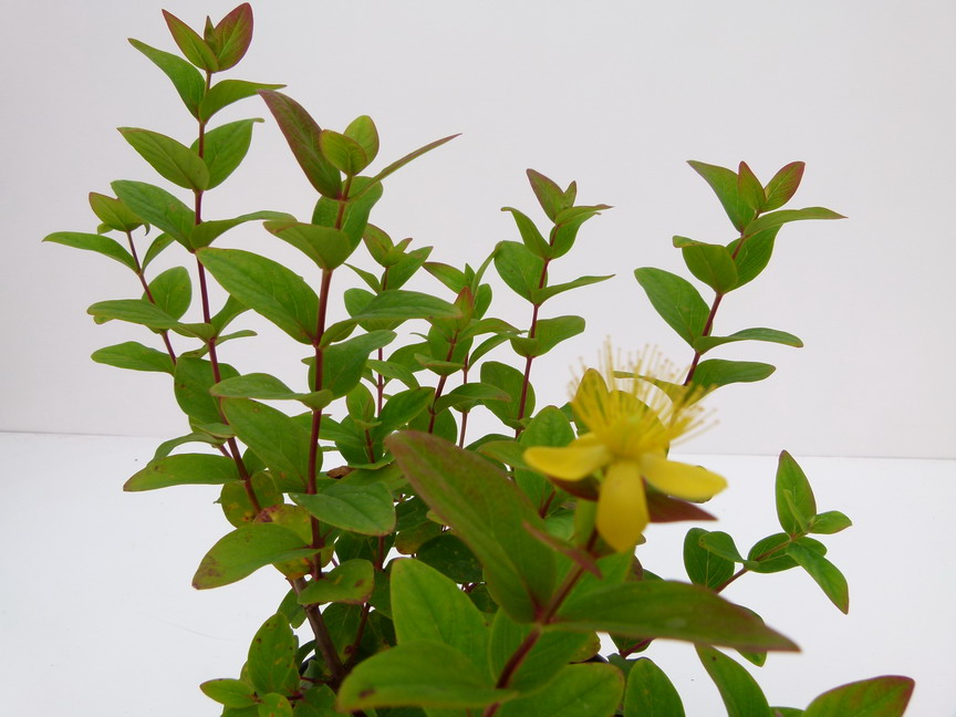 HYPERICUM x.inodorum Rheingold