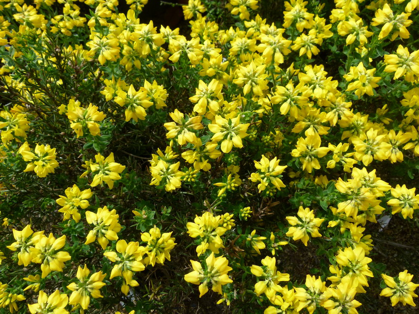 GENISTA hispanica