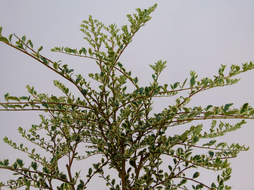 AZARA microphylla Variegata : feuillage estival. Nº5440