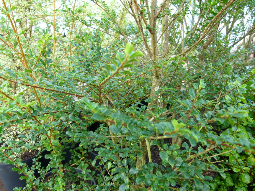 AZARA microphylla : feuillage estival. Nº5441