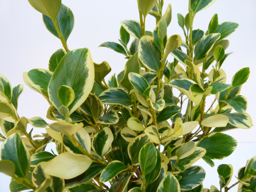 GRISELINIA littoralis Variegata