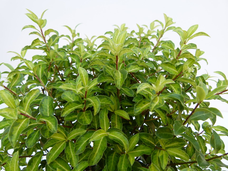 PITTOSPORUM tenuifolium Limelight