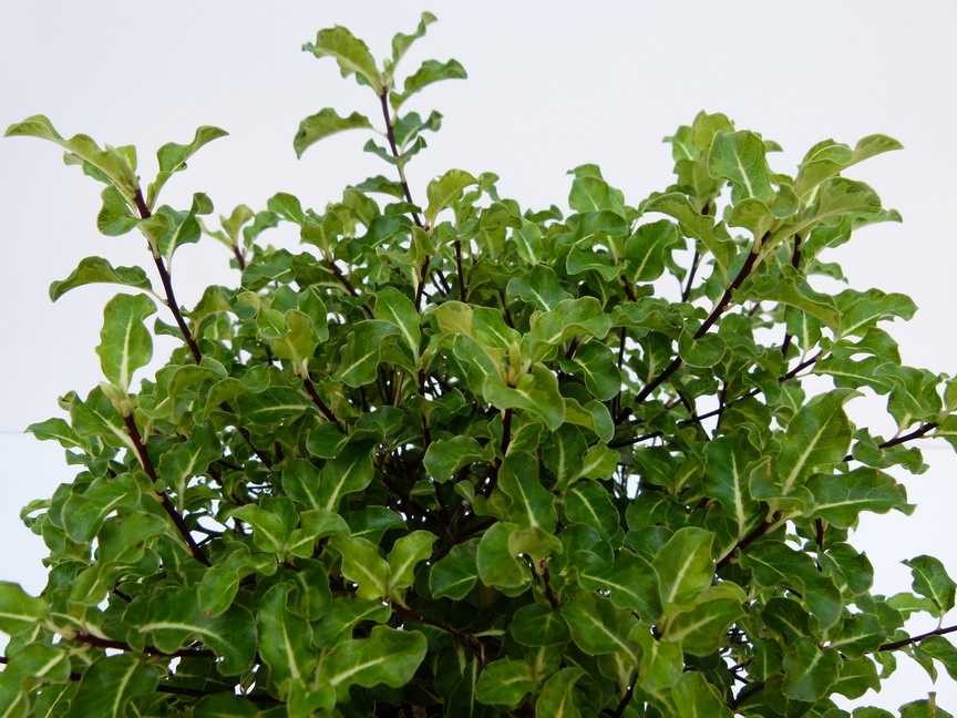 PITTOSPORUM tenuifolium Abbot's Bury Gold