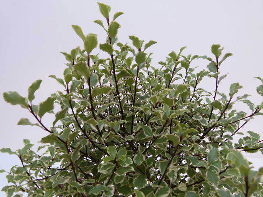 PITTOSPORUM tenuifolium Victoria : feuillage estival. Nº5448