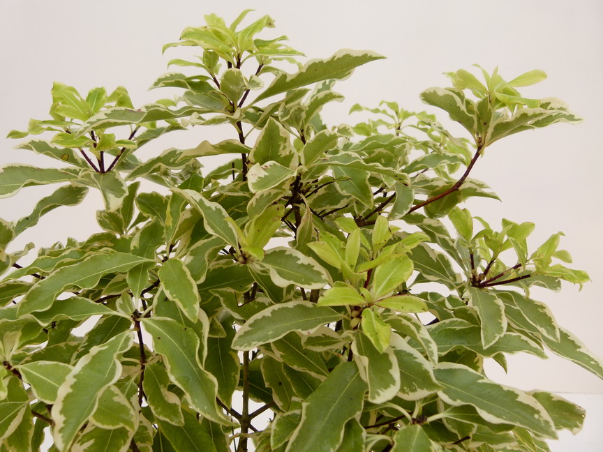 PITTOSPORUM eugenioides Variegatum