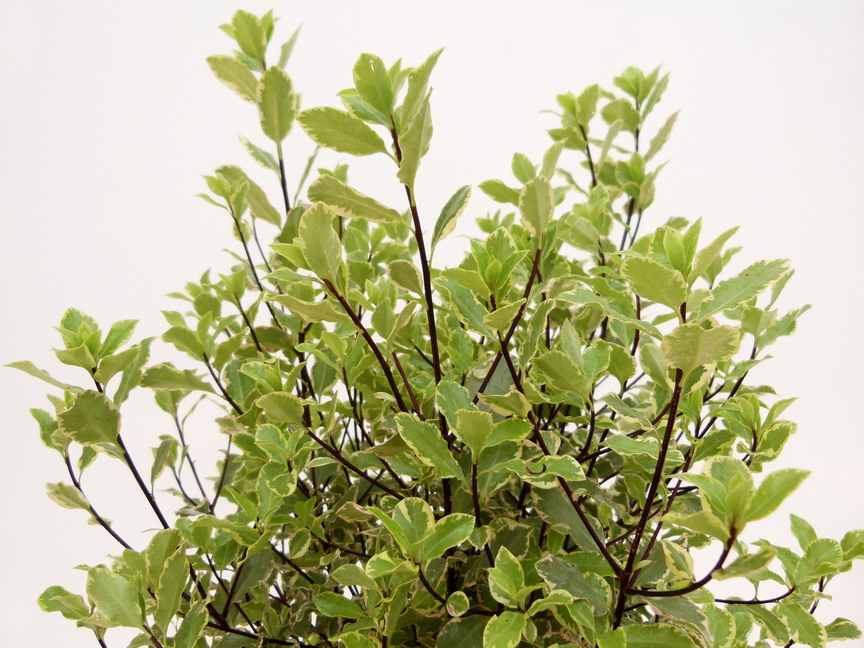 PITTOSPORUM tenuifolium Elisabeth