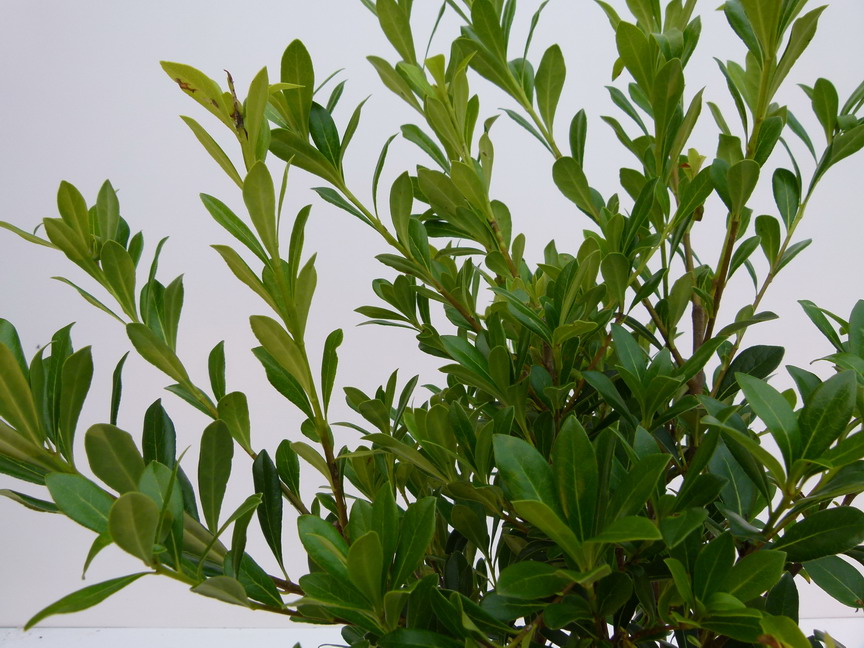 PITTOSPORUM heterophyllum : feuillage estival. Nº5454