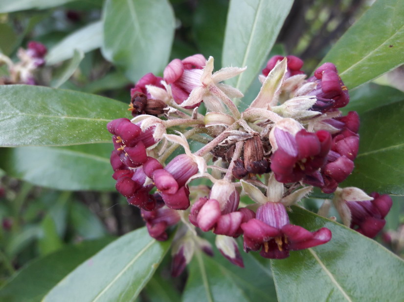 PITTOSPORUM tenuifolium Macrophyllum