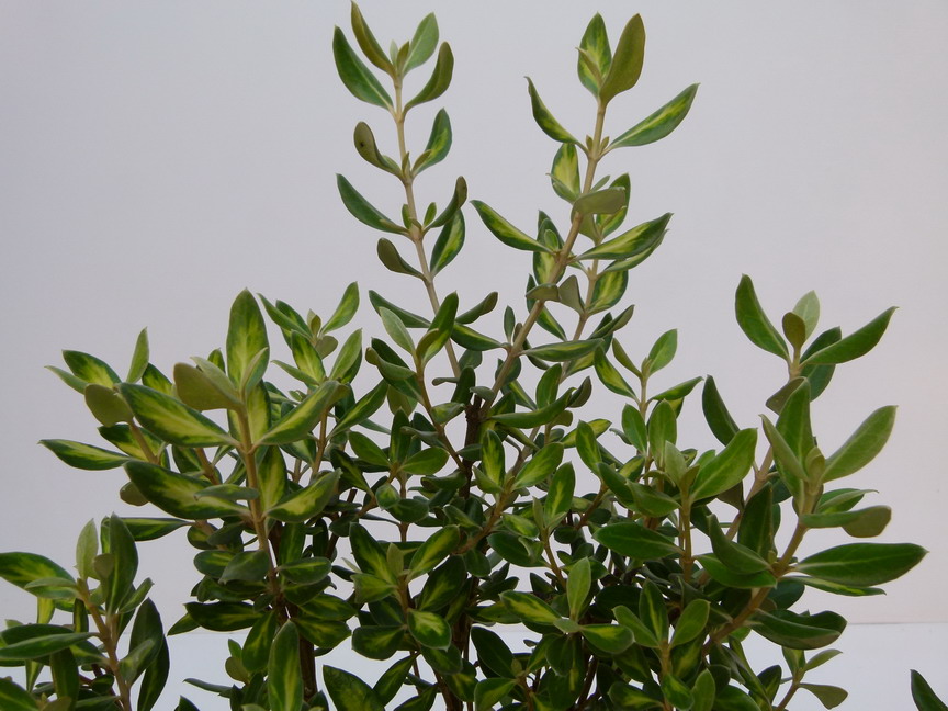 OLEARIA traversii Variegata
