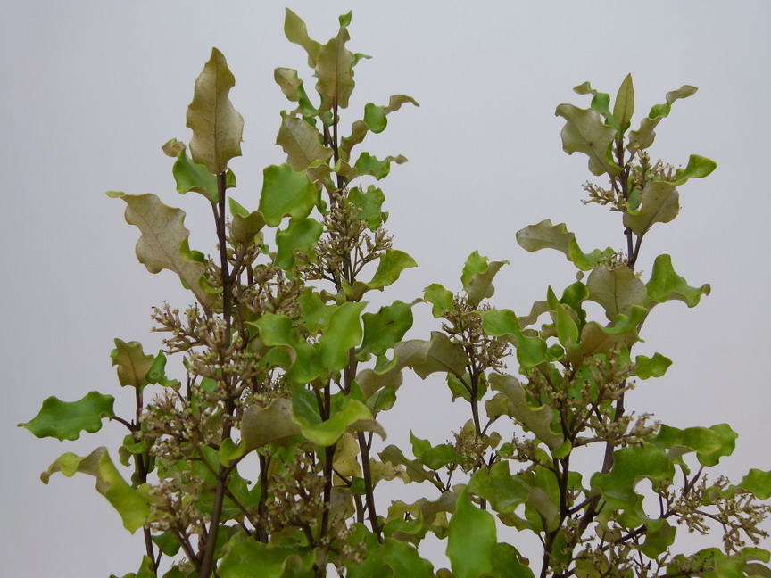 OLEARIA paniculata : feuillage d'automne. Nº5461