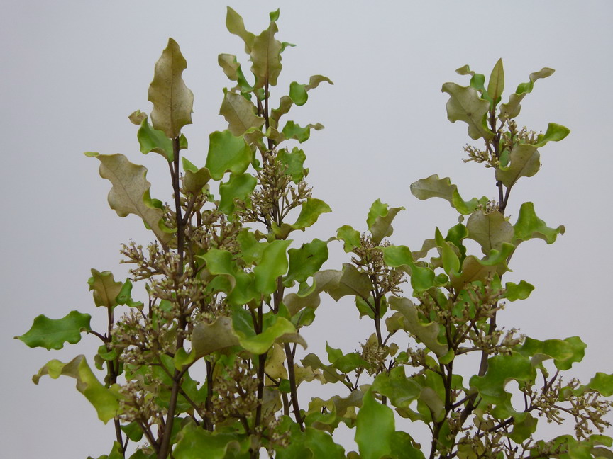 OLEARIA paniculata
