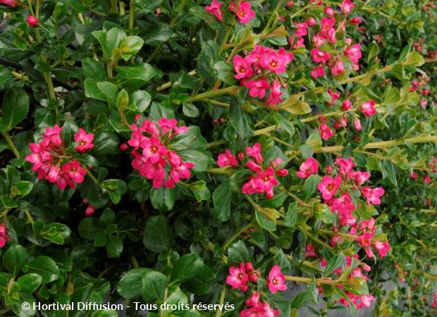 ESCALLONIA Pride of Donard : floraison de mai-juin. Nº5468