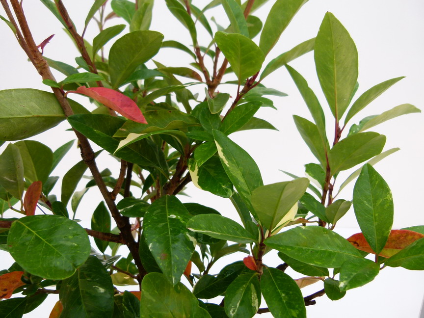 PHOTINIA davidiana Palette