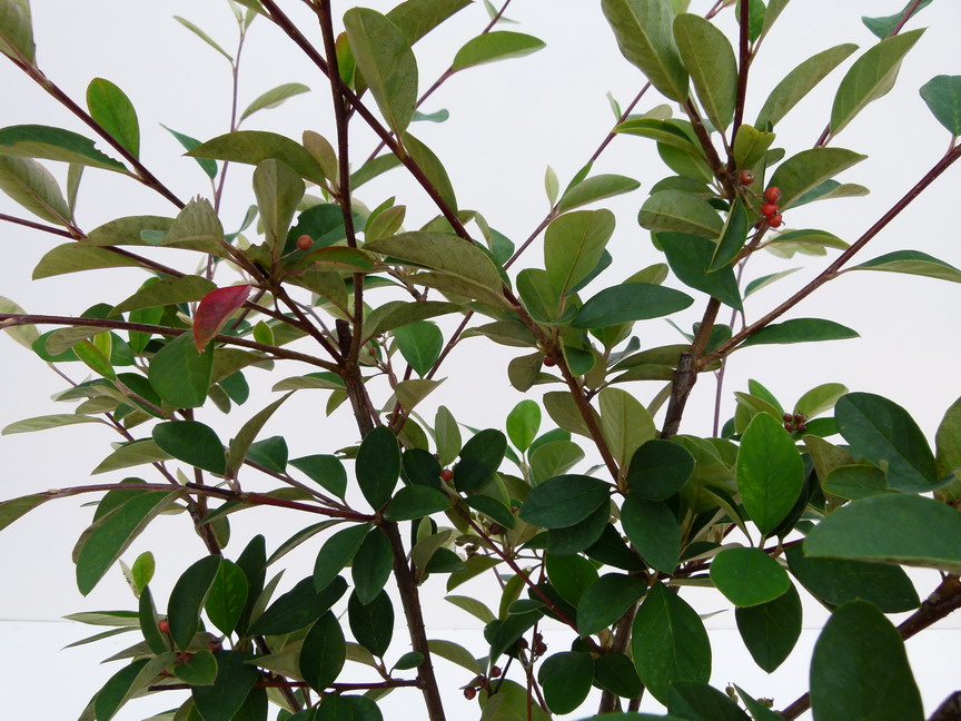 COTONEASTER glaucophyllus