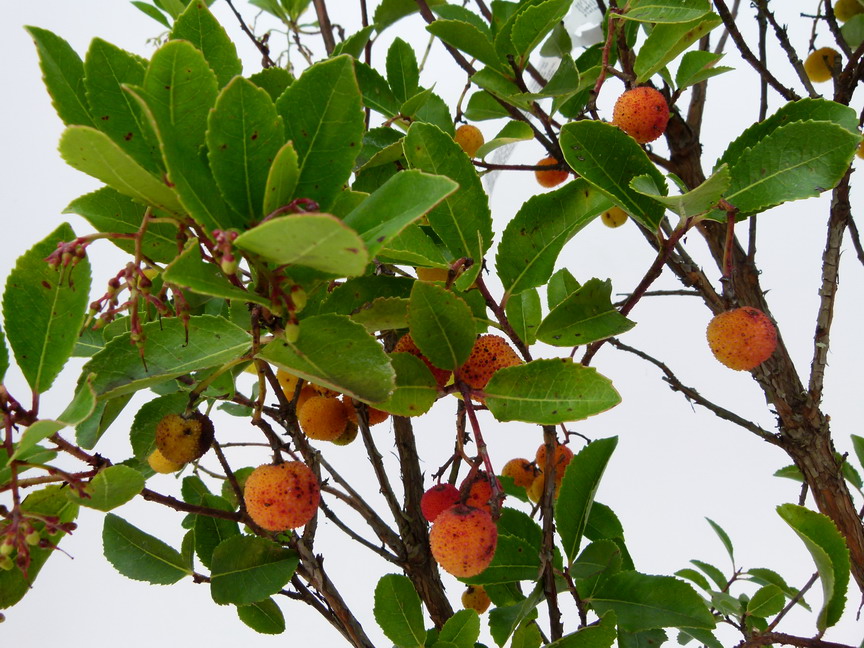 ARBUTUS unedo Rubra