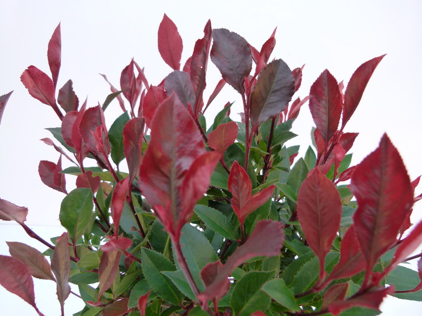 PHOTINIA x.fraseri Little Red Robin
