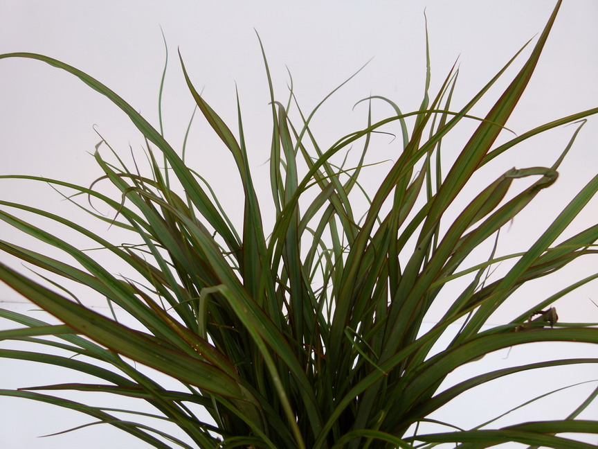PHORMIUM Surfer Green