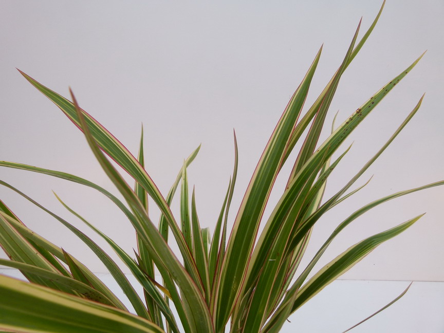 PHORMIUM cookianum Tricolor