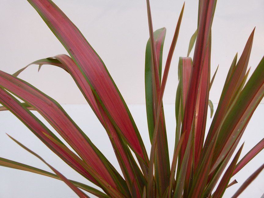 PHORMIUM cookianum Jester