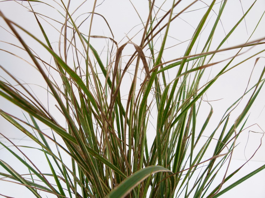 CALAMAGROSTIS x.acutiflora Overdam