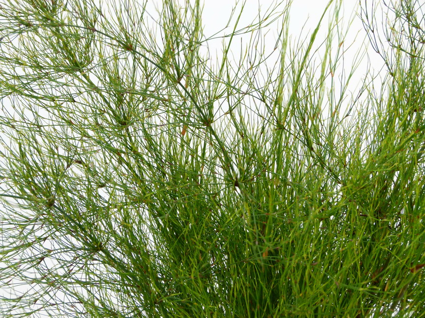 ELEGIA capensis