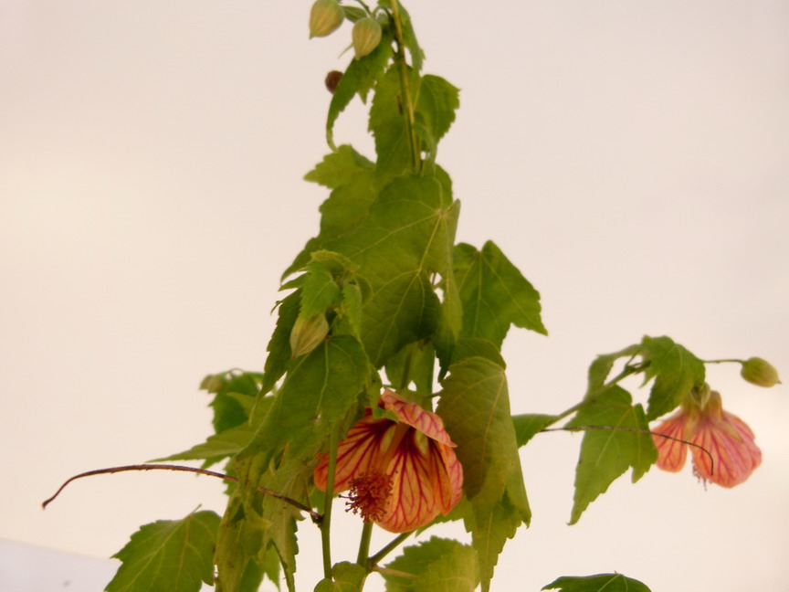 ABUTILON striatum
