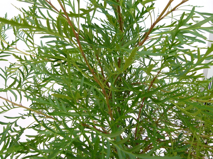 LOMATIA tinctoria