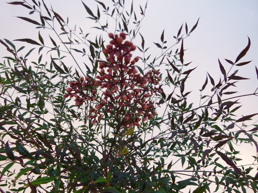 NANDINA domestica Plum Passion ®