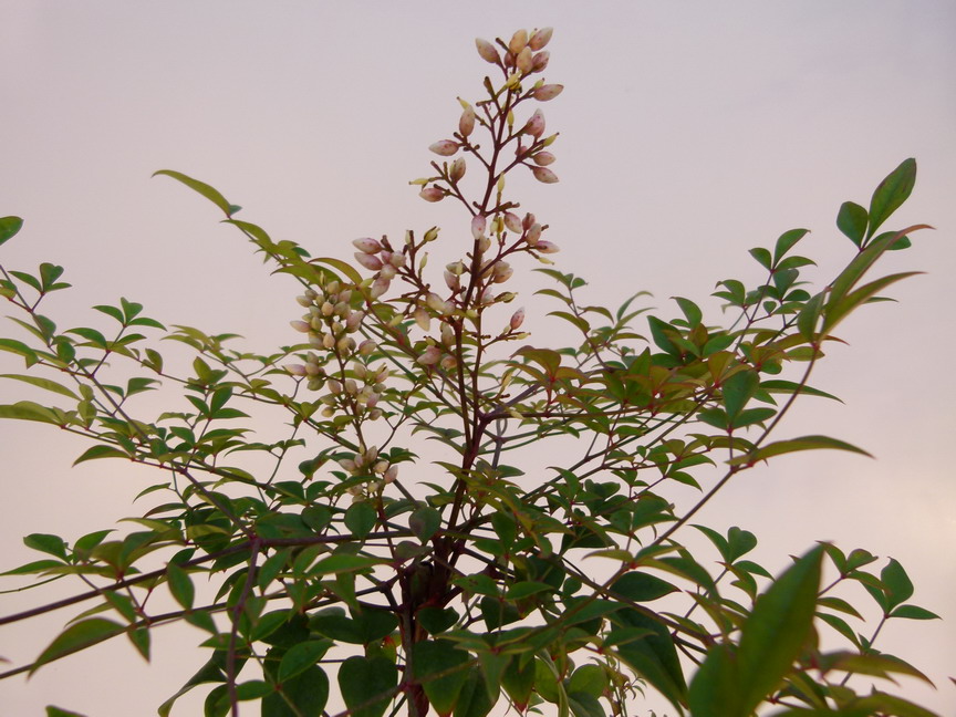 NANDINA domestica Sélection