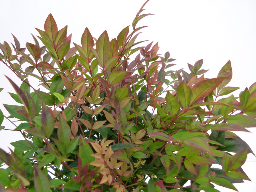 NANDINA domestica Gulf Stream