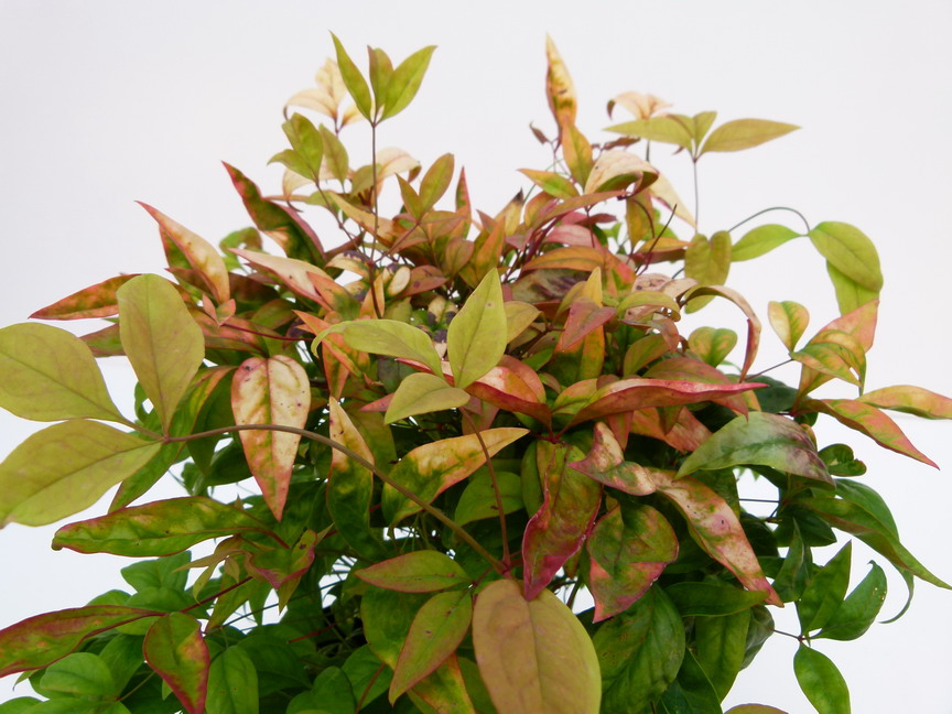 NANDINA domestica Otanfunanten