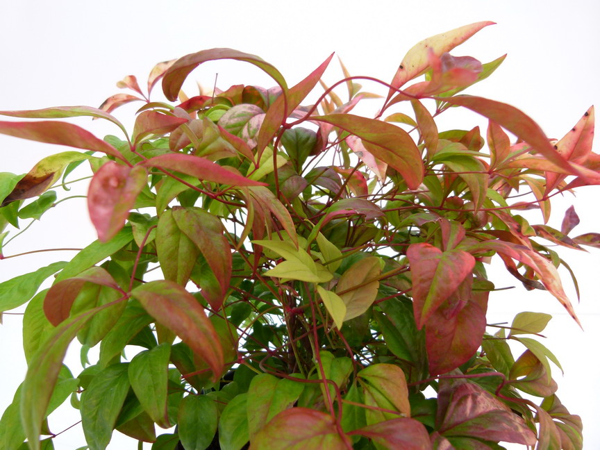 NANDINA domestica Fire Power
