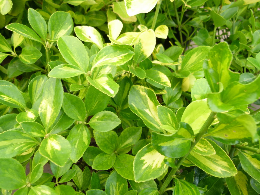 EUONYMUS japonicus Duc d'Anjou