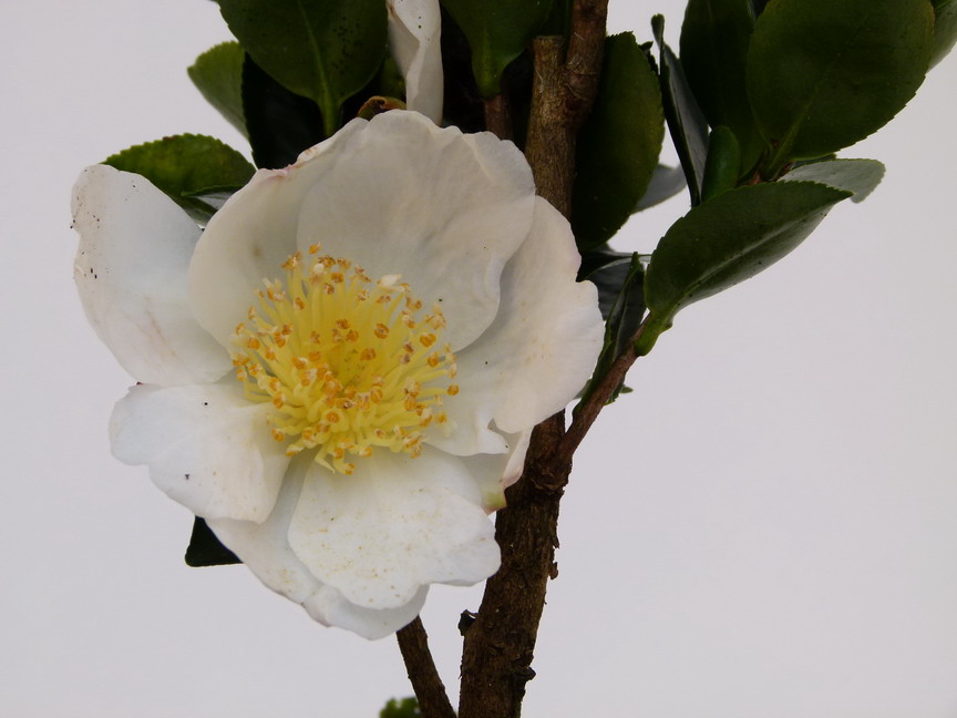 CAMELLIA sasanqua Narumigata