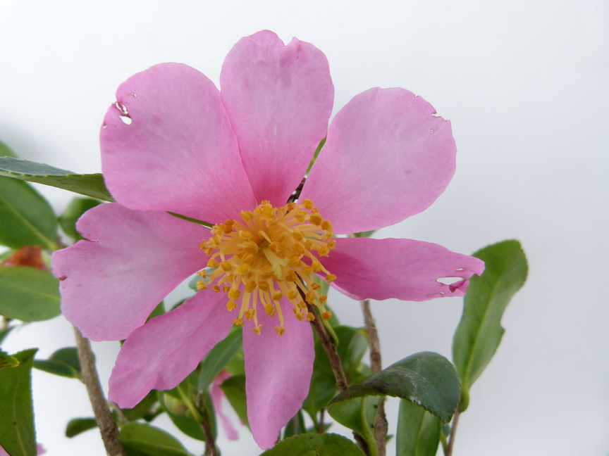 CAMELLIA sasanqua Hugh Evans