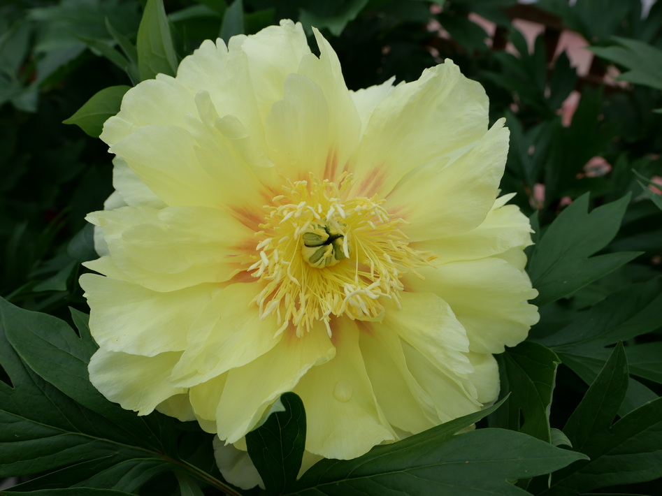 PAEONIA Itoh Bartzella