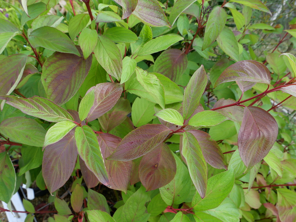 CORNUS alba Baton Rouge ®