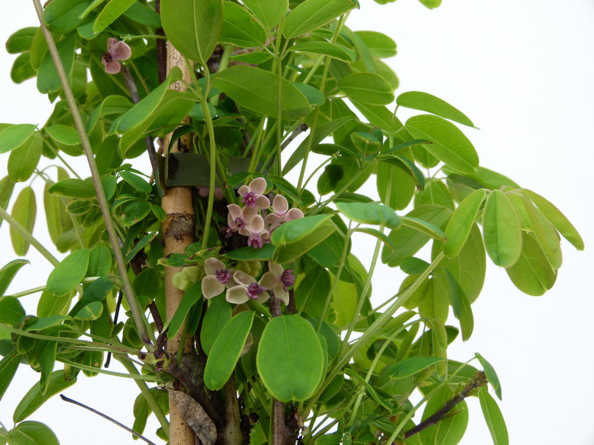 AKEBIA quinata Cream Form