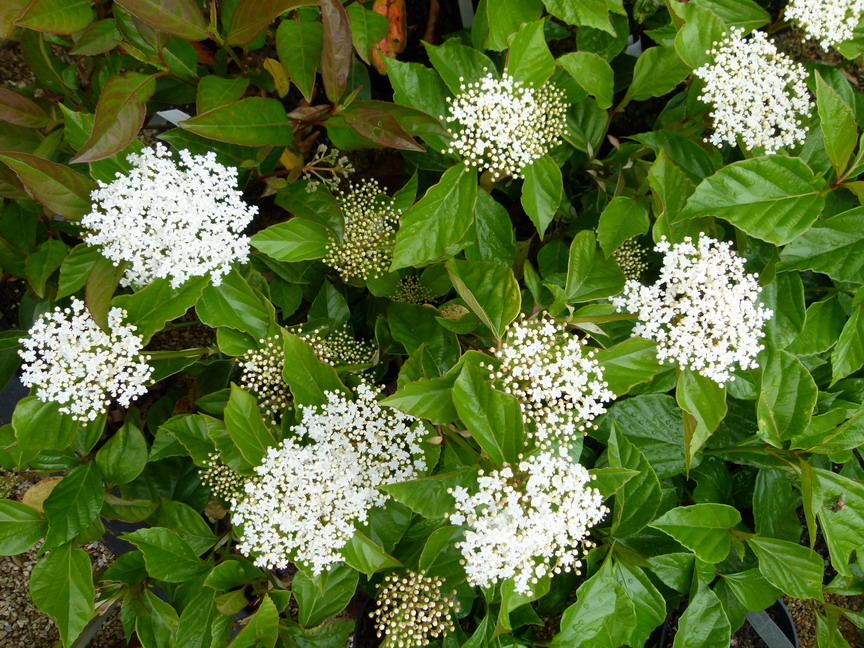 VIBURNUM japonicum : floraison de printemps. Nº5578