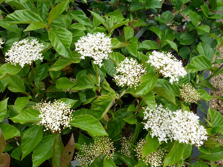 VIBURNUM japonicum : floraison de printemps. Nº5579