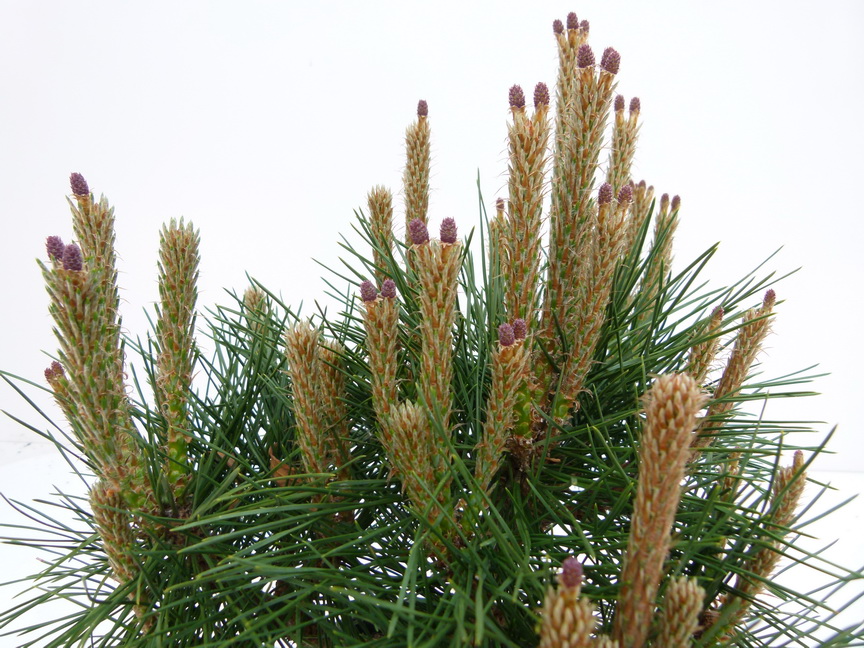 PINUS Pierrick Brégeon ®