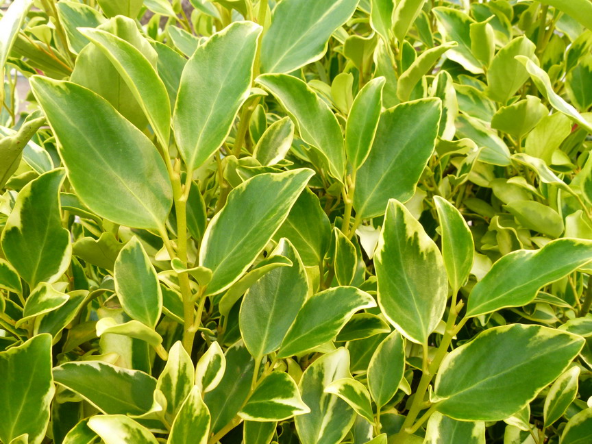 GRISELINIA littoralis Green Jewel